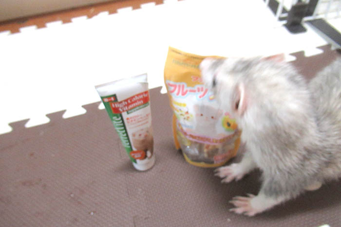 フェレットと餌
