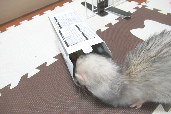フェレット